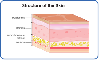 structure of the skin